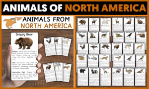 Animals Of North America