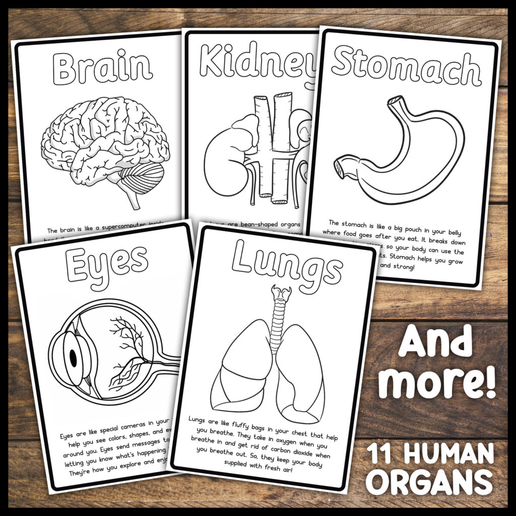 Human Anatomy Coloring Pages