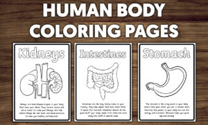 Human Body Parts Organs Coloring Pages