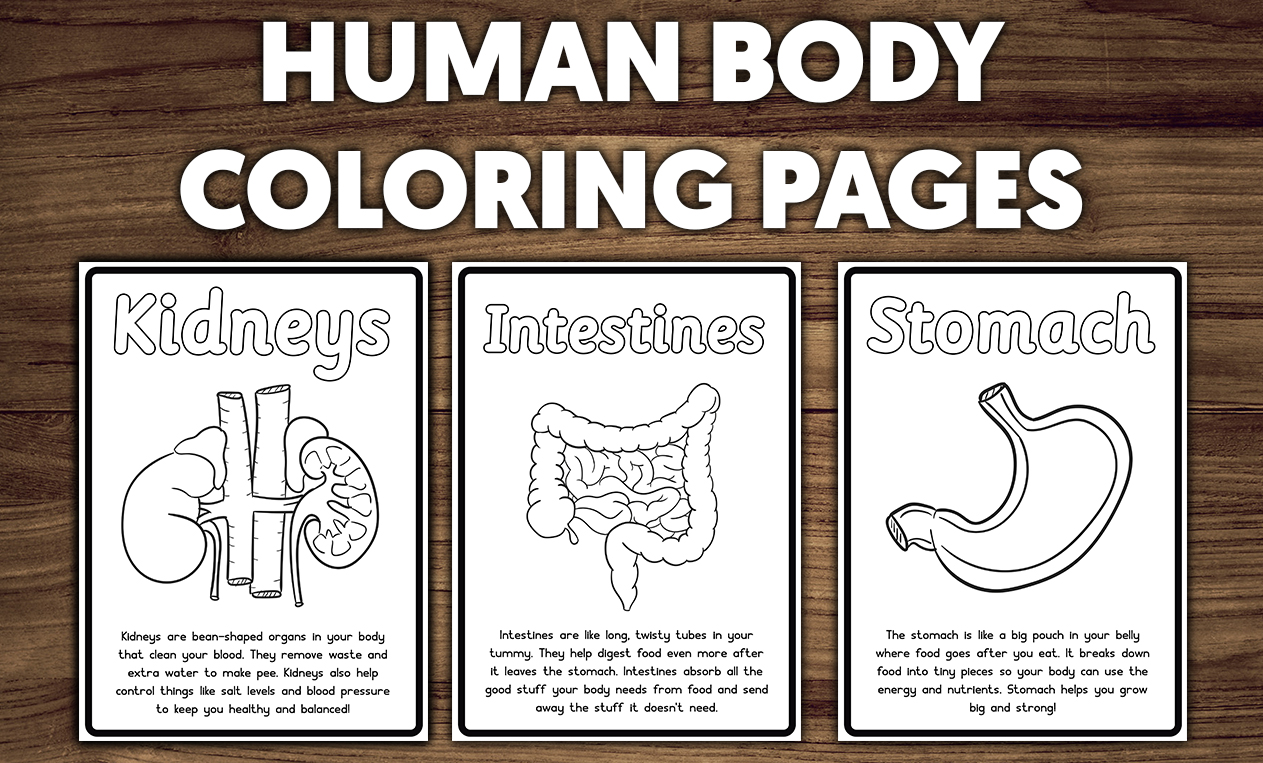 Human Body Parts Organs Coloring Pages