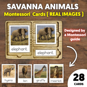 Savanna Animals Flashcards