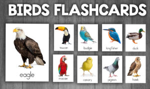 Birds Flashcards Vocabulary