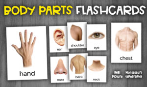 Body Parts Vocabulary Flashcards