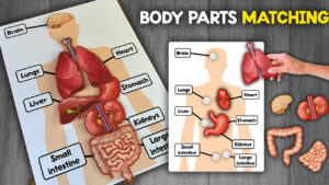 Human Body Parts Activity