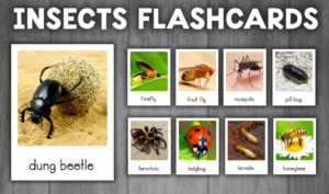 Insects Flashcards