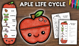 Apple Life Cycle Craft Activity