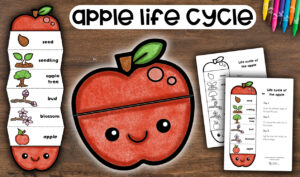 Apple Life Cycle