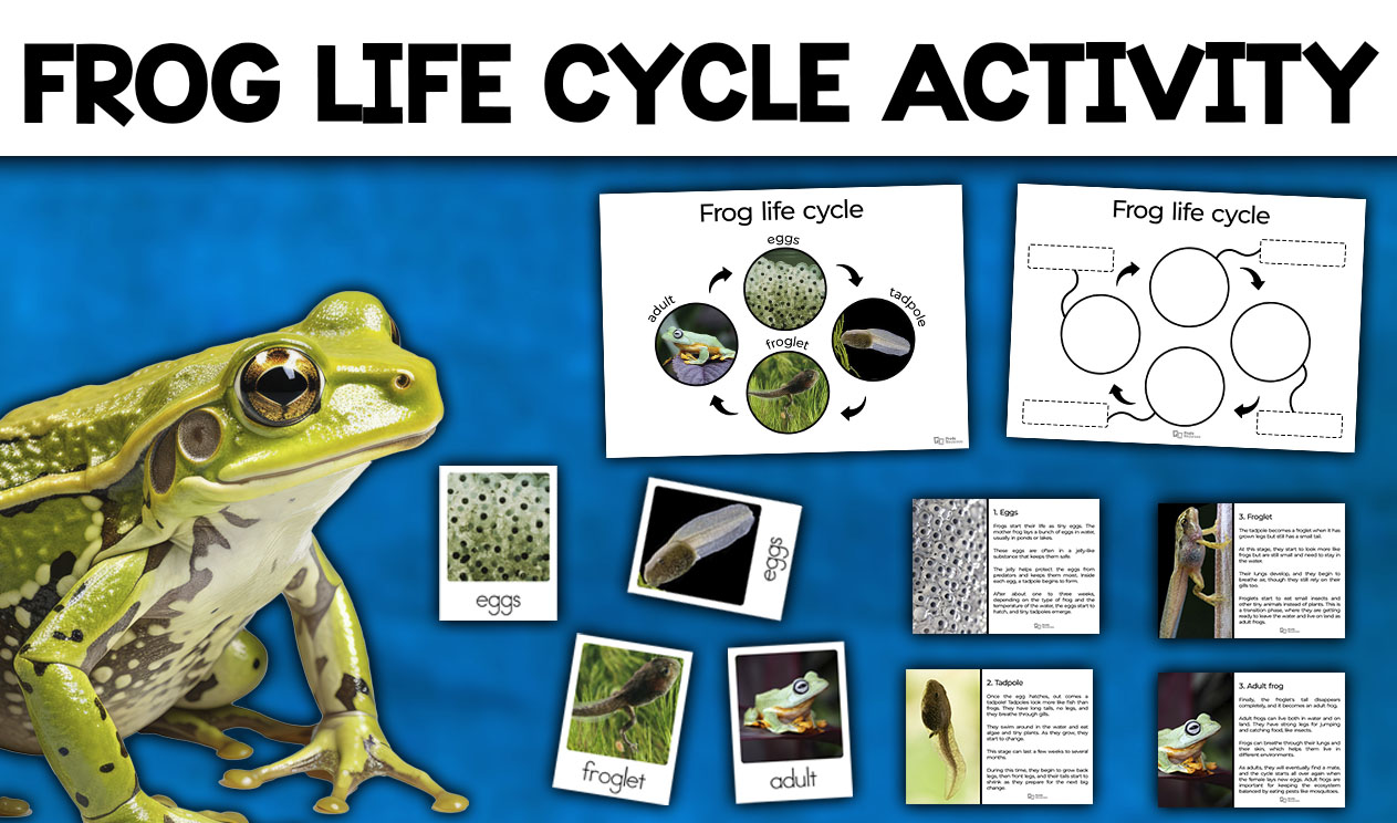 Frog Life Cycle Activity