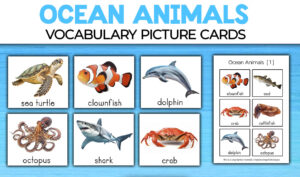 Ocean Animals Picture Cards Flashcards