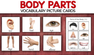 Parts Of The Body Flashcards